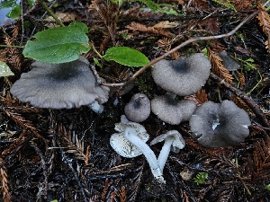  ( - HAY-F-007423)  @11 [ ] by (2023) Mandy Hackney Fungal Diversity Survey