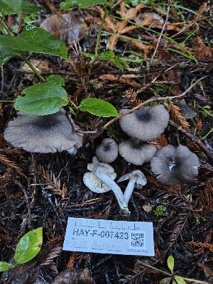  ( - HAY-F-007423)  @11 [ ] by (2023) Mandy Hackney Fungal Diversity Survey