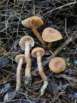  (Laccaria sp. CA02 - HAY-F-007465)  @11 [ ] by (2023) Mandy Hackney Fungal Diversity Survey
