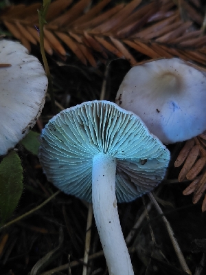  ( - HAY-F-007466)  @11 [ ] by (2023) Mandy Hackney Fungal Diversity Survey