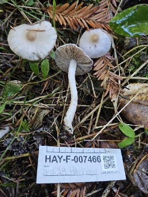  ( - HAY-F-007466)  @11 [ ] by (2023) Mandy Hackney Fungal Diversity Survey