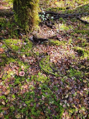  ( - HAY-F-007772)  @11 [ ] by-nc (2023) Harte Singer Fungal Diversity Survey