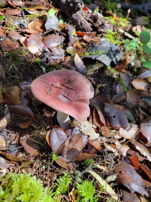  ( - HAY-F-007772)  @11 [ ] by-nc (2023) Harte Singer Fungal Diversity Survey