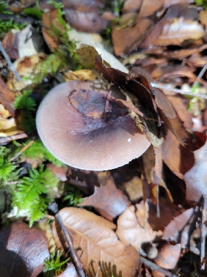  ( - HAY-F-007772)  @11 [ ] by-nc (2023) Harte Singer Fungal Diversity Survey