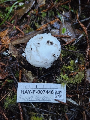  ( - HAY-F-007446)  @11 [ ] by (2023) Mandy Hackney Fungal Diversity Survey