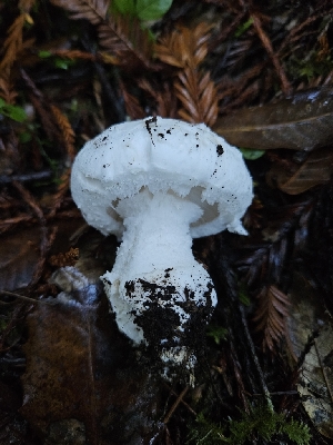  ( - HAY-F-007446)  @11 [ ] by (2023) Mandy Hackney Fungal Diversity Survey