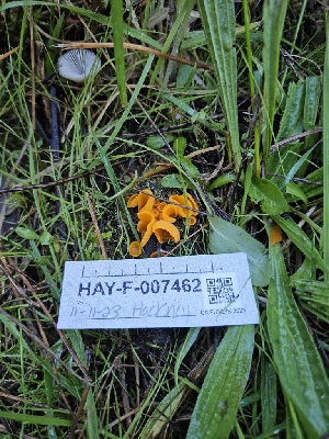  ( - HAY-F-007462)  @11 [ ] by (2023) Mandy Hackney Fungal Diversity Survey