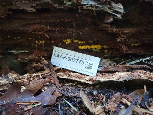  ( - HAY-F-007775)  @11 [ ] by-nc (2023) Harte Singer Fungal Diversity Survey