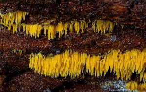  ( - HAY-F-007775)  @11 [ ] by-nc (2023) Harte Singer Fungal Diversity Survey