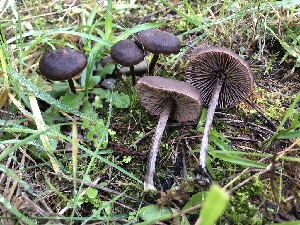  (Entoloma vindobonense - HAY-F-007834)  @11 [ ] by-nc (2023) Dean Lyons Fungal Diversity Survey