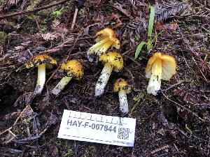  ( - HAY-F-007844)  @11 [ ] by-nc (2023) Dean Lyons Fungal Diversity Survey