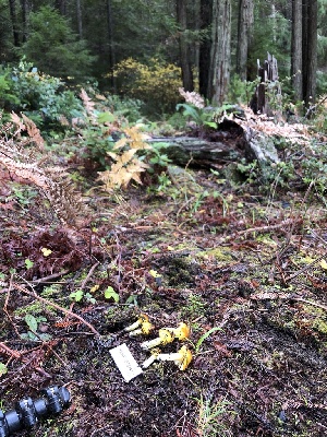  ( - HAY-F-007844)  @11 [ ] by-nc (2023) Dean Lyons Fungal Diversity Survey