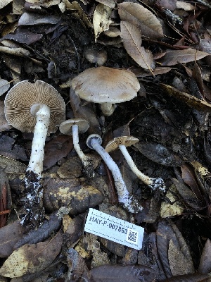  ( - HAY-F-007863)  @11 [ ] by-nc (2023) Dean Lyons Fungal Diversity Survey