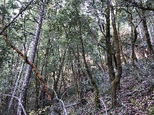  ( - HAY-F-007863)  @11 [ ] by-nc (2023) Dean Lyons Fungal Diversity Survey