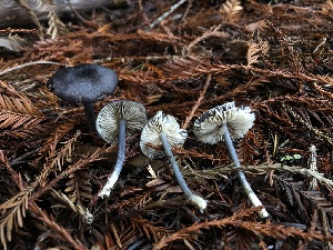  ( - HAY-F-007848)  @11 [ ] by-nc (2023) Dean Lyons Fungal Diversity Survey