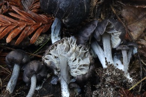  ( - HAY-F-007326)  @11 [ ] by-nc (2023) Taye Bright Fungal Diversity Survey