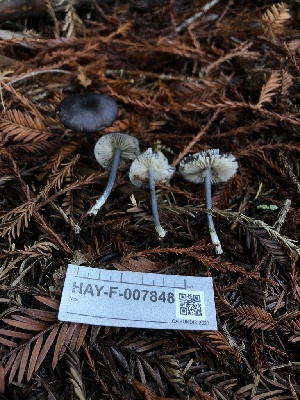  ( - HAY-F-007848)  @11 [ ] by-nc (2023) Dean Lyons Fungal Diversity Survey