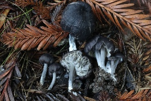  ( - HAY-F-007326)  @11 [ ] by-nc (2023) Taye Bright Fungal Diversity Survey