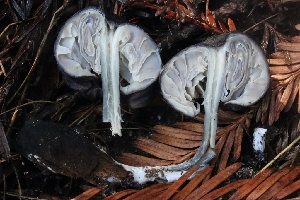  ( - HAY-F-007326)  @11 [ ] by-nc (2023) Taye Bright Fungal Diversity Survey
