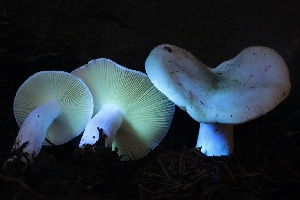  (Russula salishensis - HAY-F-007332)  @11 [ ] by-nc (2023) Taye Bright Fungal Diversity Survey