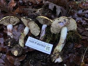 ( - HAY-F-007852)  @11 [ ] by-nc (2023) Dean Lyons Fungal Diversity Survey