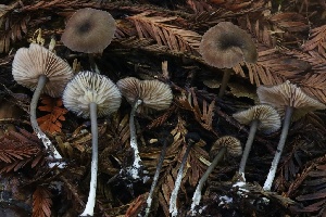  (Entoloma sp. CA48 x foliocontusum var. discolor - HAY-F-007333)  @11 [ ] by-nc (2023) Taye Bright Fungal Diversity Survey