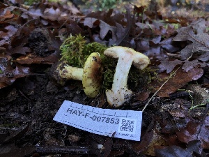 ( - HAY-F-007853)  @11 [ ] by-nc (2023) Dean Lyons Fungal Diversity Survey
