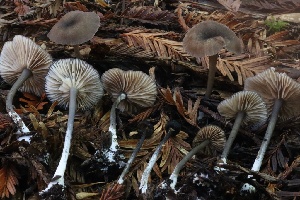 ( - HAY-F-007333)  @11 [ ] by-nc (2023) Taye Bright Fungal Diversity Survey
