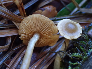  ( - HAY-F-007854)  @11 [ ] by-nc (2023) Dean Lyons Fungal Diversity Survey