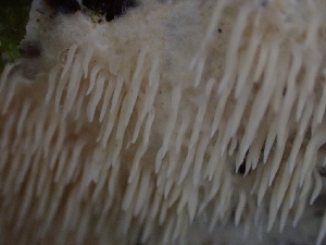  ( - HAY-F-007855)  @11 [ ] by-nc (2023) Dean Lyons Fungal Diversity Survey