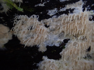  ( - HAY-F-007855)  @11 [ ] by-nc (2023) Dean Lyons Fungal Diversity Survey
