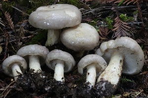  ( - HAY-F-007339)  @11 [ ] by-nc (2023) Taye Bright Fungal Diversity Survey
