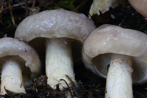  ( - HAY-F-007339)  @11 [ ] by-nc (2023) Taye Bright Fungal Diversity Survey