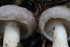  ( - HAY-F-007339)  @11 [ ] by-nc (2023) Taye Bright Fungal Diversity Survey