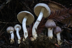  ( - HAY-F-007340)  @11 [ ] by-nc (2023) Taye Bright Fungal Diversity Survey