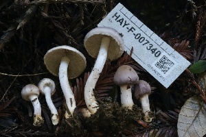  ( - HAY-F-007340)  @11 [ ] by-nc (2023) Taye Bright Fungal Diversity Survey