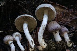  ( - HAY-F-007340)  @11 [ ] by-nc (2023) Taye Bright Fungal Diversity Survey