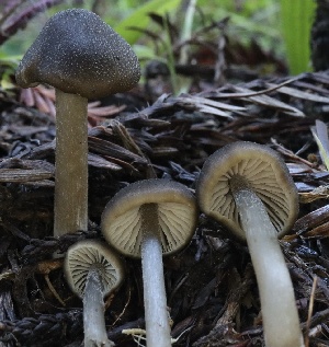  (Entoloma sp. CA50 - HAY-F-007341)  @11 [ ] by-nc (2023) Taye Bright Fungal Diversity Survey