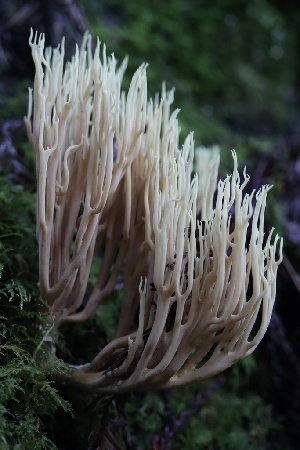  ( - HAY-F-007342)  @11 [ ] by-nc (2023) Taye Bright Fungal Diversity Survey