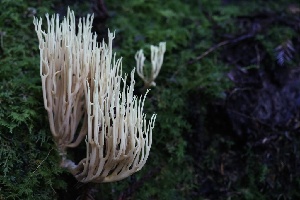  ( - HAY-F-007342)  @11 [ ] by-nc (2023) Taye Bright Fungal Diversity Survey