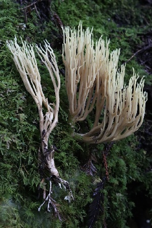  ( - HAY-F-007342)  @11 [ ] by-nc (2023) Taye Bright Fungal Diversity Survey