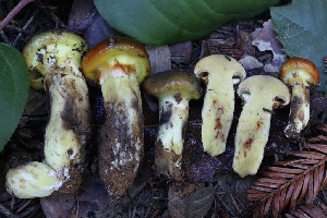  ( - HAY-F-007344)  @11 [ ] by-nc (2023) Taye Bright Fungal Diversity Survey