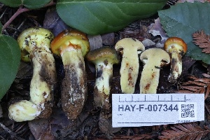  (Suillus ponderosus - HAY-F-007344)  @11 [ ] by-nc (2023) Taye Bright Fungal Diversity Survey