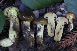 ( - HAY-F-007344)  @11 [ ] by-nc (2023) Taye Bright Fungal Diversity Survey