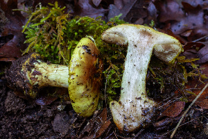  ( - HAY-F-007853)  @11 [ ] by-nc (2023) Dean Lyons Fungal Diversity Survey