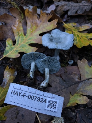  ( - HAY-F-007924)  @11 [ ] by-nc (2023) Dean Lyons Fungal Diversity Survey
