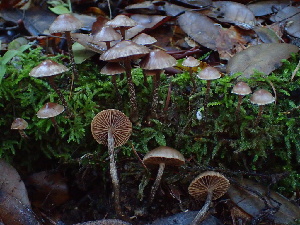  ( - HAY-F-007923)  @11 [ ] by-nc (2023) Dean Lyons Fungal Diversity Survey