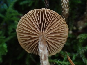  ( - HAY-F-007923)  @11 [ ] by-nc (2023) Dean Lyons Fungal Diversity Survey