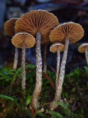  (Deconica sp. CA04 - HAY-F-007923)  @11 [ ] by-nc (2023) Dean Lyons Fungal Diversity Survey