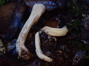  ( - HAY-F-007922)  @11 [ ] by-nc (2023) Dean Lyons Fungal Diversity Survey